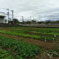 桃園 大江購物中心 燒丼 株式會社