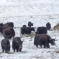 青海 塔爾寺、宗喀拉則、青海湖