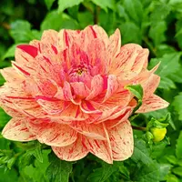 寶清街 黑馬小廚 (2訪) 照片 1